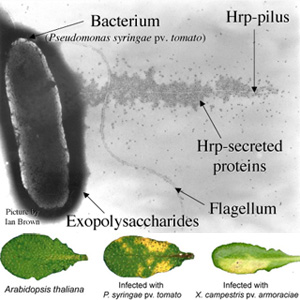 thesis on xanthomonas thesis on xanthomonas