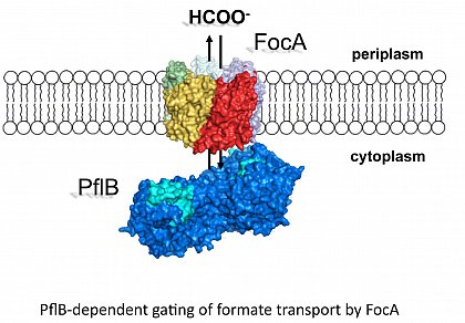 PflB dependent gating of formate transport by FocA