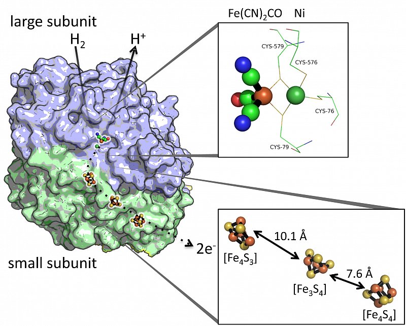Microbial hydrogen metabolism
