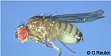 body color of the wildtype fly