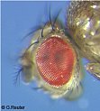 wildtype eye