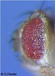 mutation rough eye (Roi)