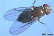 wildtype wing