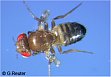 wing mutation vestigial (vg) 
eye mutation cinnabar (cn)