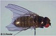 wing mutation Serrate (Ser)
mutation of the body pigmentation ebony (e)