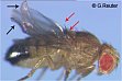 wing mutations Curly (Cy), Xasta (Xa) black arrowhead
mutation of the scutellarbristles Stubble (Sb) red arrowhead
