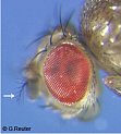 wildtype aristae