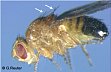 mutation javelinlike (jvl)