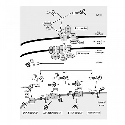 Protein transport machineries in chloroplasts (Gutensohn et al., 2006, J Plant Physiol 163: 333-347)