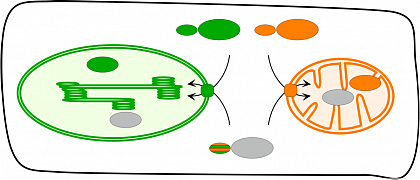 General import pathway of nucleus encoded organelle proteins