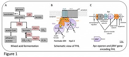 Mixed acid fermentation, FHL complex and hyc-operon organisation
