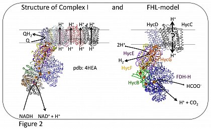 Comparison of Complex I structure and FHL structure prediction.
