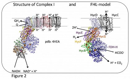 Comparison of Complex I structure and FHL structure prediction.