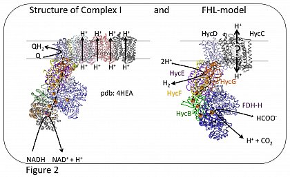 Comparison of Complex I structure and FHL structure prediction.
