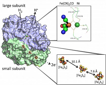 Hydrogenase 1 active site