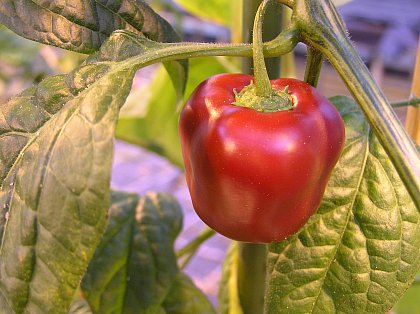 Pepper plant
